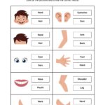 Customize 82 Body Parts Worksheets Templates Online Canva